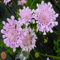 Експерт градинар на отворено во живо растение Scabiosa pincushion цвет сина, розова 2.5QT, сонце