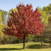 Гал. Октомвриска слава јавор - Атрактивно црвено зеленило - Брзо растечко дрво