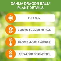 Гарден Стејт сијалица Дахлија змеј топка®, живи цвеќиња од цвеќиња