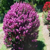 Bloomables® 2. Gal Crape Myrtle Trainurentauring Lavender - Lavender Blooms - Fantиво растение - парче