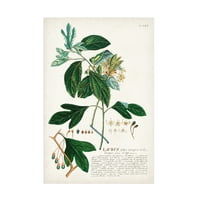 Непозната „примамлива ботаничка VI“ платно уметност